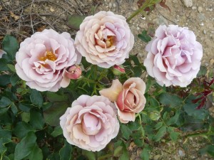 KOKO LOKO (hybrid tea)